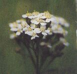 JT Kräuter Schafgarbe.jpg